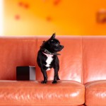 PetCube : Play with Your Pet Anywhere and Share The Moment With Your Friends and Family