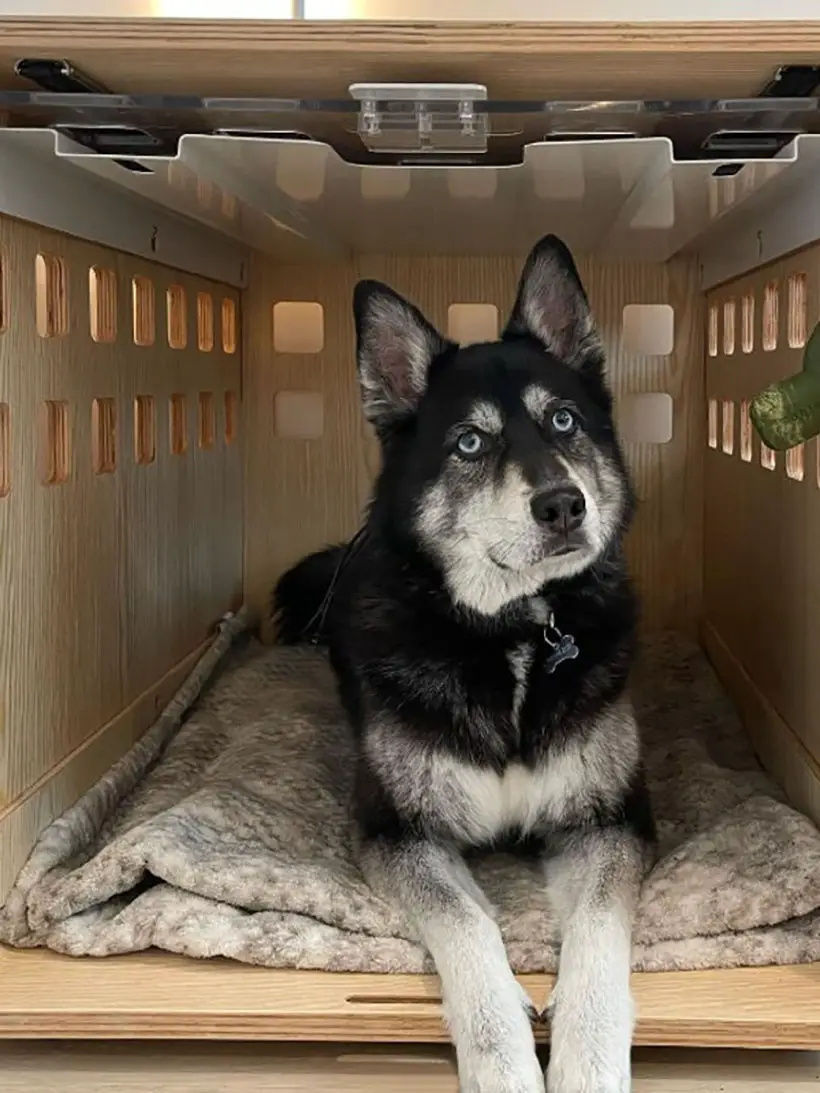 Fable Pets Wood Pet Crate with One Door