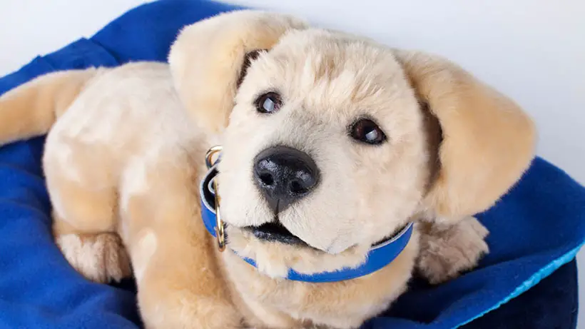 Tombot Puppies Deliver Hyper-Realistic Robotic Puppy