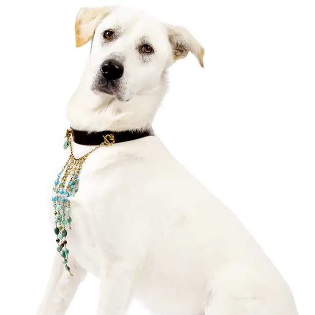 FiFi Multifunctional Dog Collar by Frida Hulten