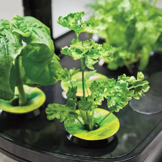 AeroGarden Harvest Touch with Gourmet Herbs Seed Pod Kit