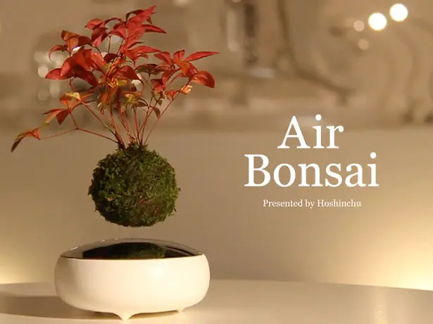 Air Bonsai by Hoshinchu Air Bonsai Garden