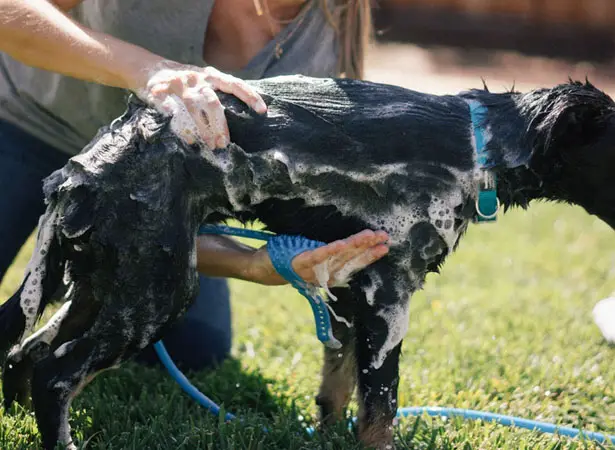 Aquapaw : Pet Bathing Tool