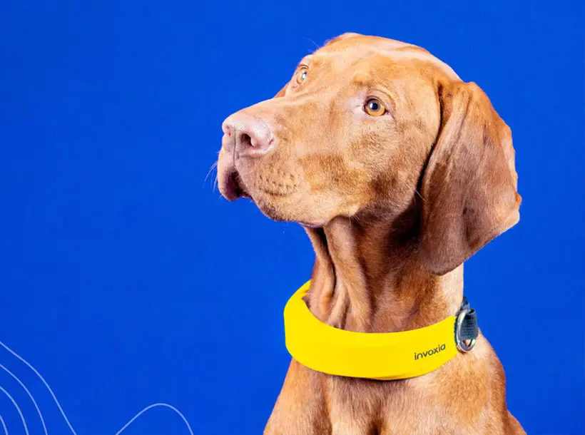 Invoxia Smart Biometric Health Collar for Dogs