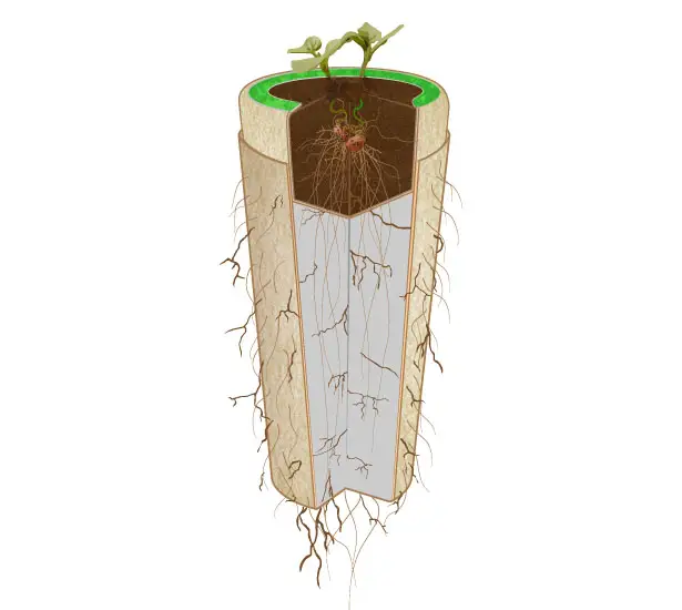 Bios Urn Biodegradable Urn