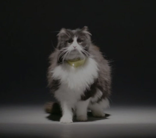 Catterbox Cat Collar Translates Your Cat Voice Into Human Voice by Mars' Temptations Lab