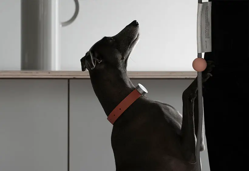 Cotons AI LifeTrack Collar for Dogs by Yeongkyu Yoo
