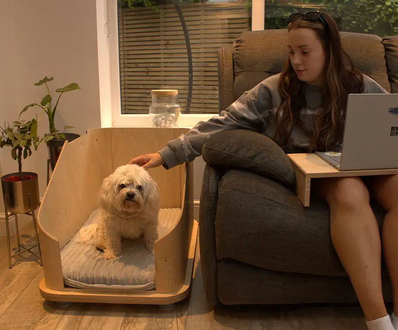 Doze Pet Furniture by Ashleigh Davies