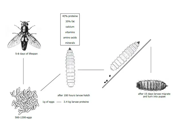 Farm 432: Insect Breeding by Katharina Unger