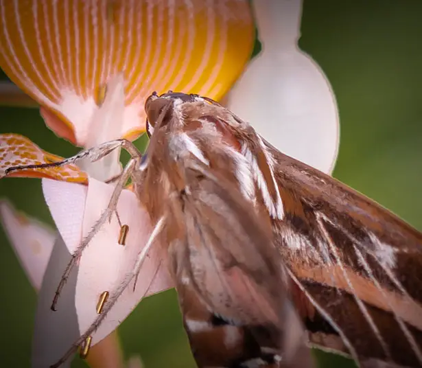 Food for Buzz - Artificial Flowers for Urban Bees by Matilde Boelhouwer