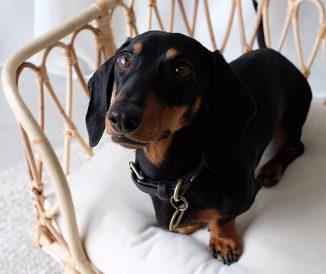 Handcrafted Rattan Pet Bed Brings Comfort to Your Dog and Style to Your Space