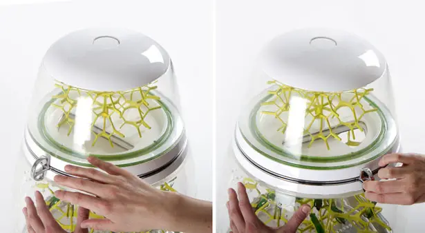 Lepsis Terrarium for Growing Edible Bugs by Mansour Ourasanah