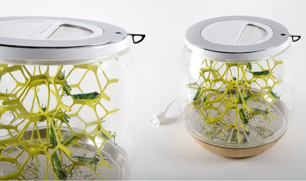 Lepsis Terrarium for Growing Edible Bugs by Mansour Ourasanah