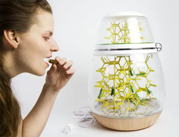 Lepsis Terrarium for Growing Your Food … Bugs!
