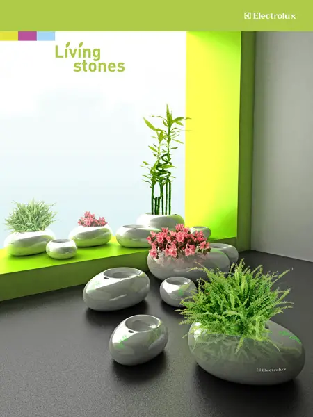 Using Living Stones, You Don’t Need To Water Your Plant