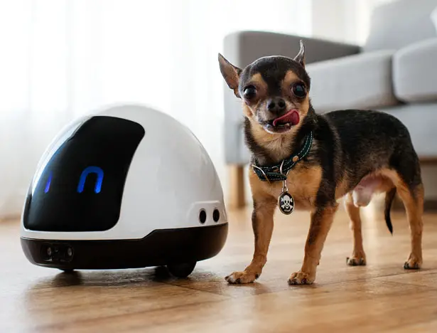 MIA: A Friendly Robot to Entertain Your Dogs and Cats