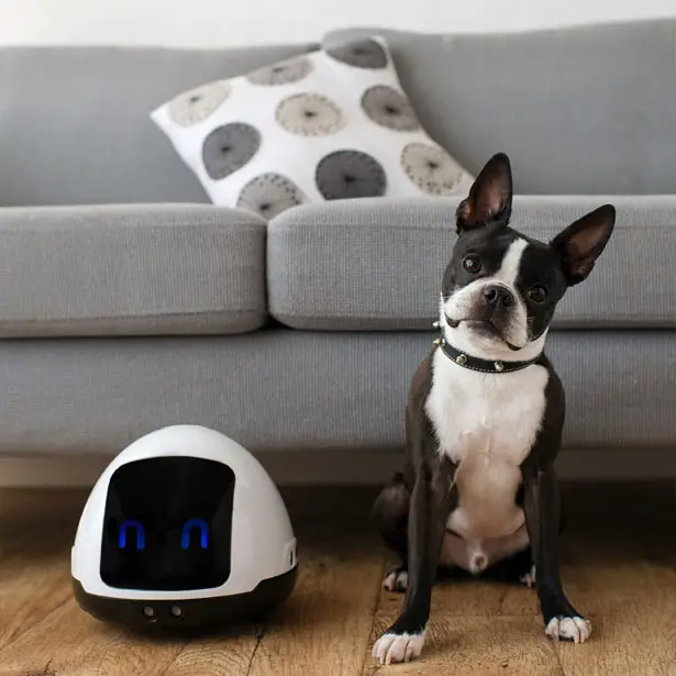 MIA: A Friendly Robot to Entertain Your Dogs and Cats