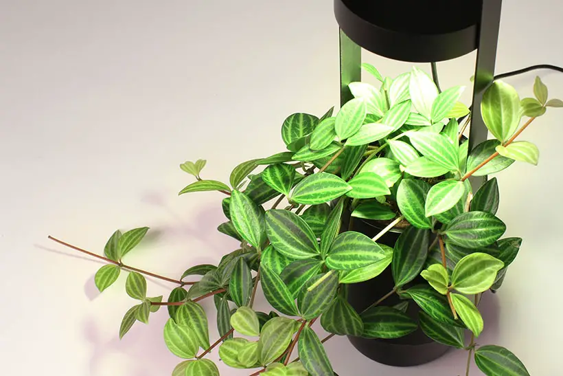 Bloomengine Spot Smart Planter by BDCI Design