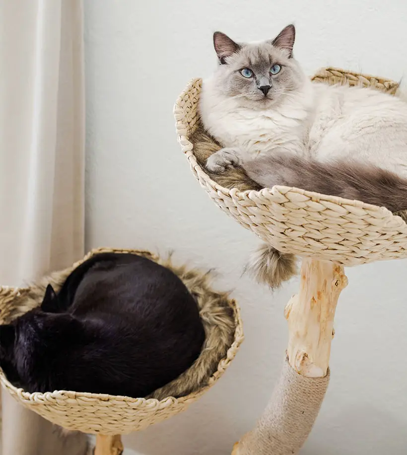 Modern Wooden Cat Tree Tower with Handwoven Rope Baskets