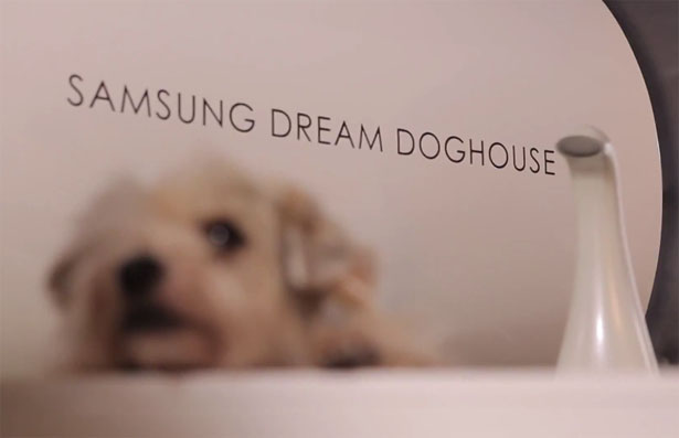 Future Samsung Dream Doghouse