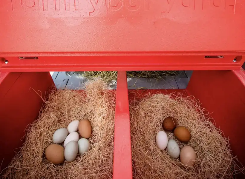 Smart Home Technology is Now Available on Your Backyard Chicken Coop