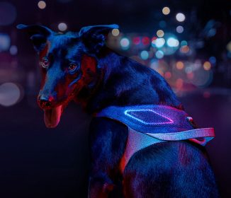 JK9 Sync Smart Dog Harness For Dogs Living in the City