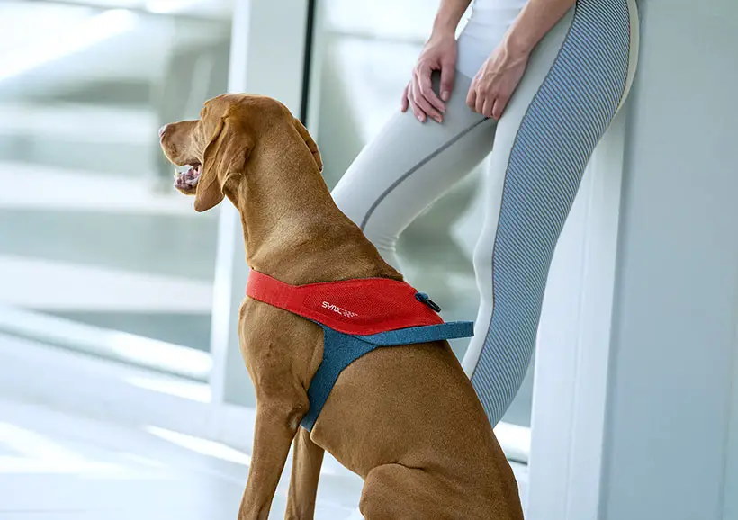 JK9 Sync Smart Dog Harness for JK9 LAB by Alberto Vasquez