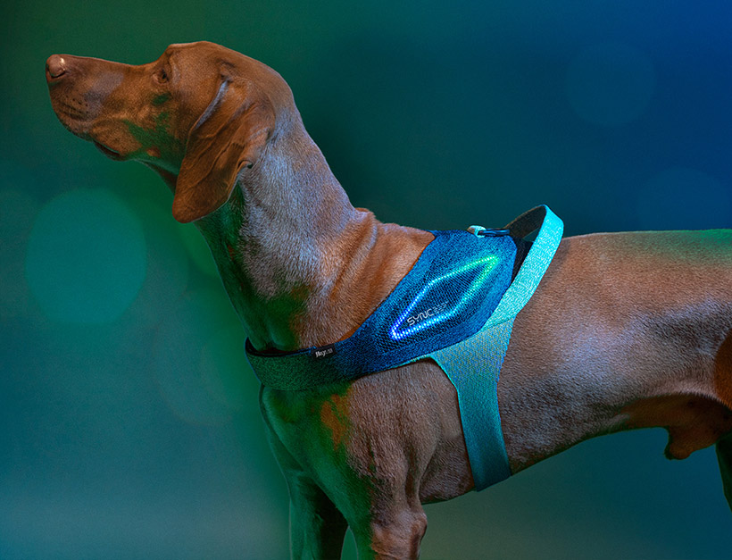JK9 Sync Smart Dog Harness for JK9 LAB by Alberto Vasquez