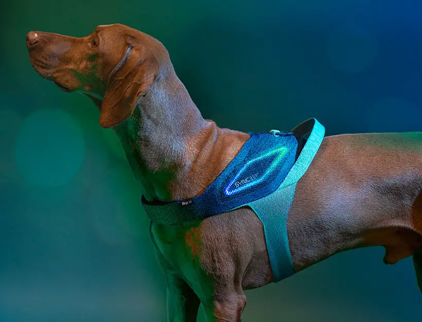 JK9 Sync Smart Dog Harness for JK9 LAB by Alberto Vasquez