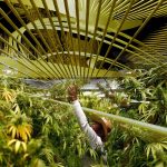 Sustainable Hemp and Medical Marijuana Farm by Margot Krasojevic